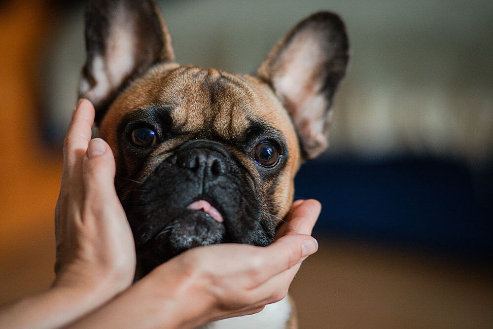 What can I give my dog to help them be calm?