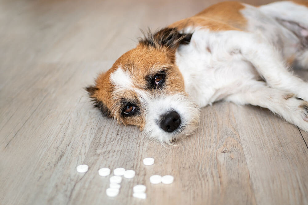 Pet Poison Exposure