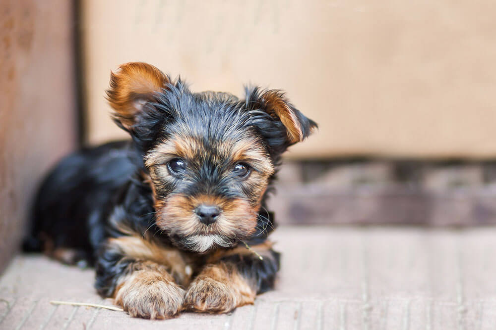 Protecting your pet from heartworms in Hickory