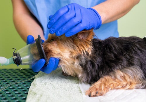 Small dog getting anesthesia