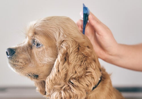 dog flea and tick