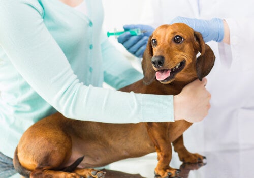 dog vaccinations