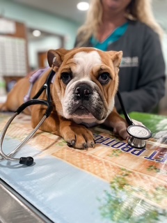 Dog Fleas and Ticks