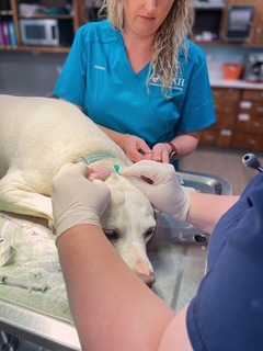 Dog Parasite Prevention
