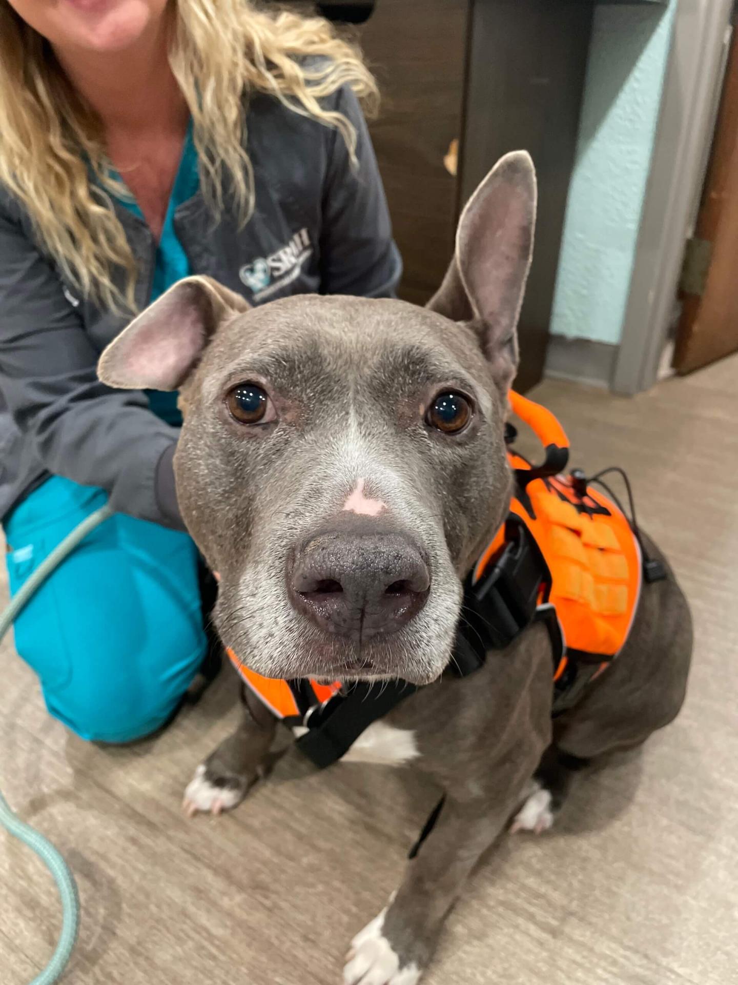 Dog Spay and Neuter