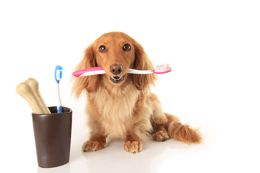 Pet Dental Care in Hickory