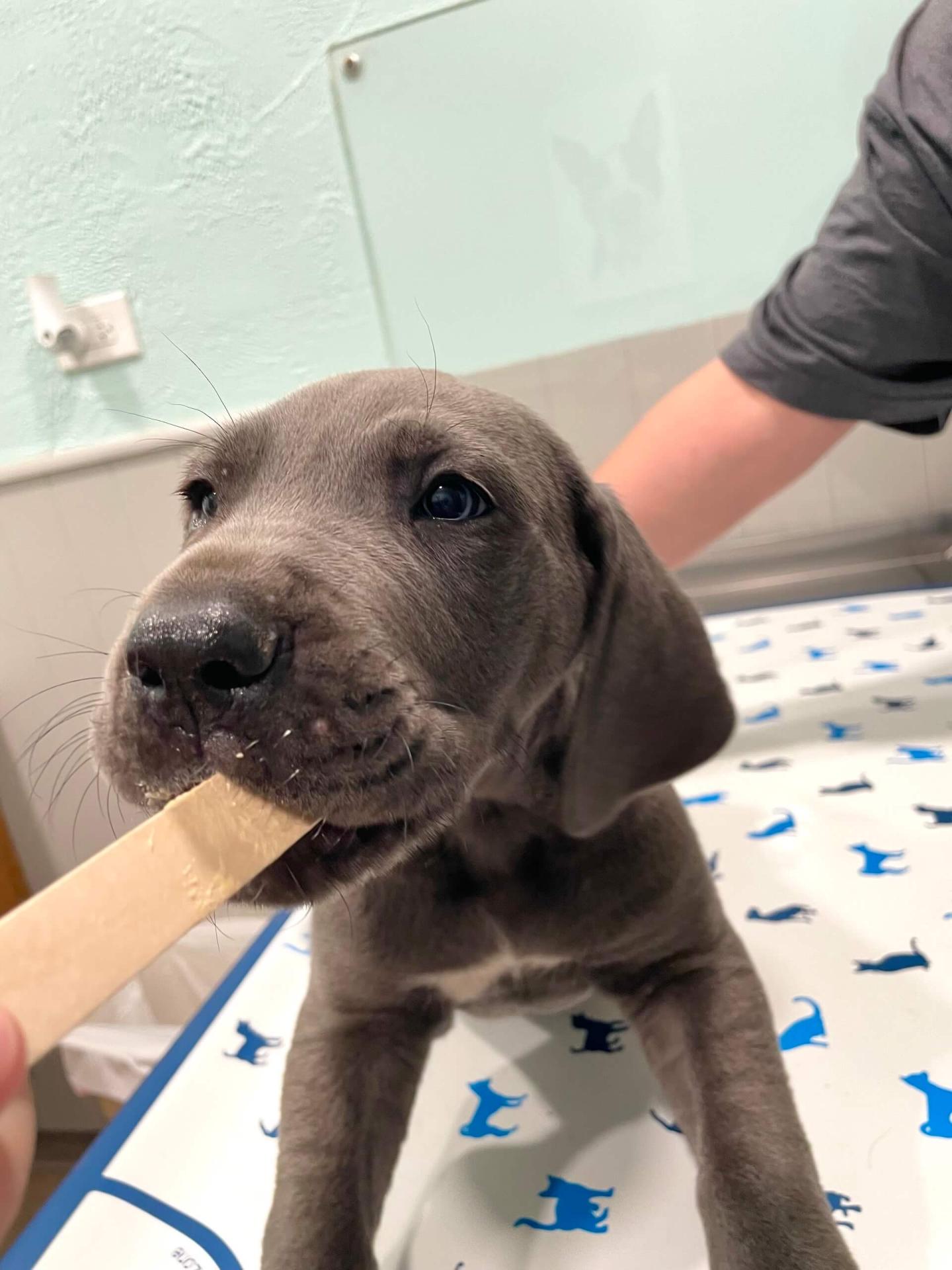 Puppy Nutrition in Hickory