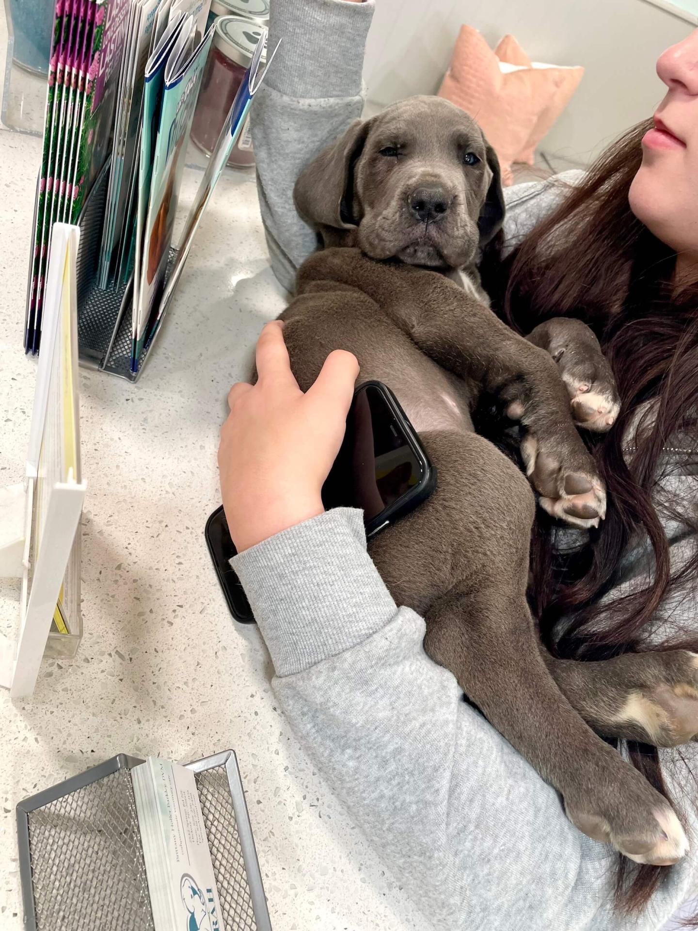 Puppy Care in Hickory