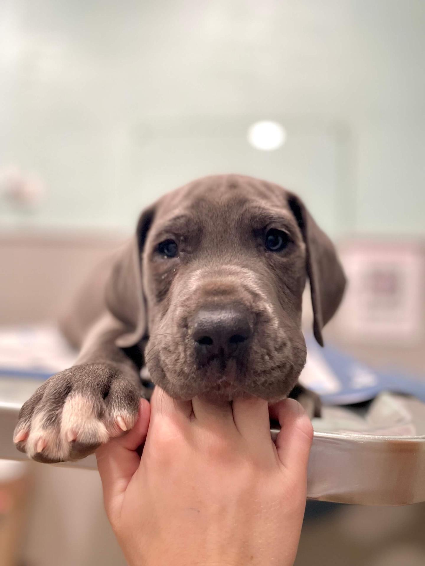 Puppy Training in Hickory