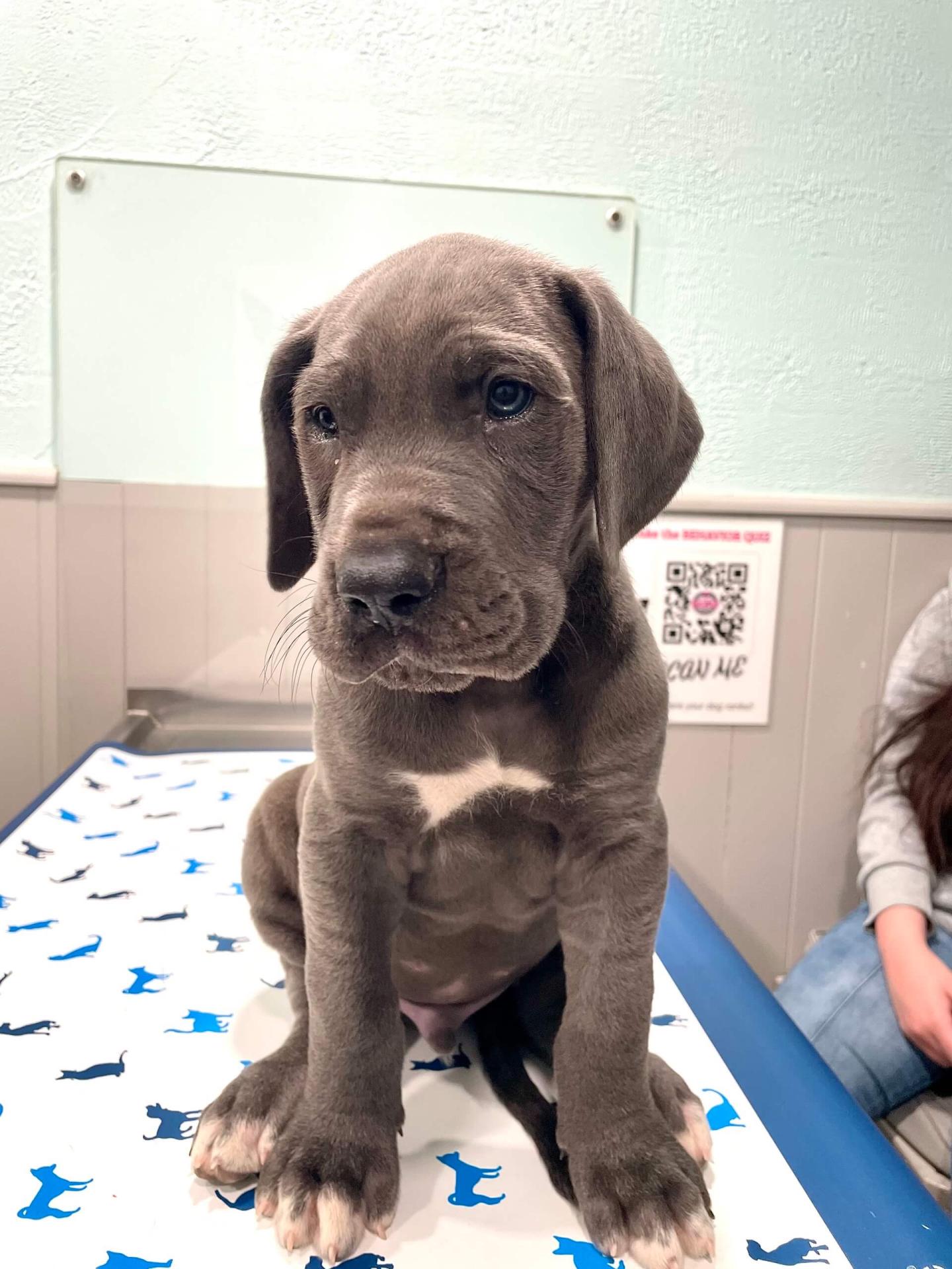 Dog Pain Management in Hickory