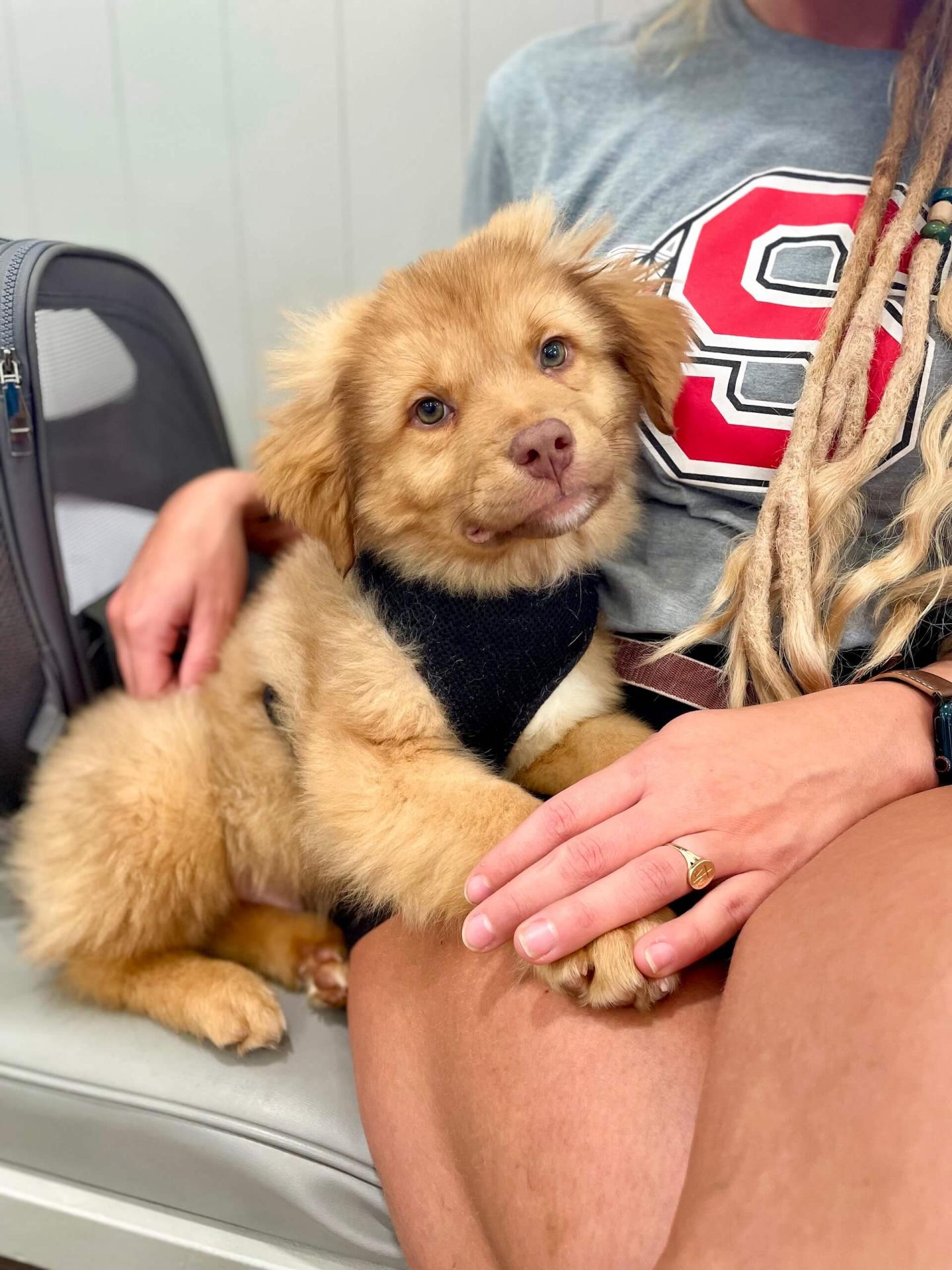 Dog Allergies in Hickory