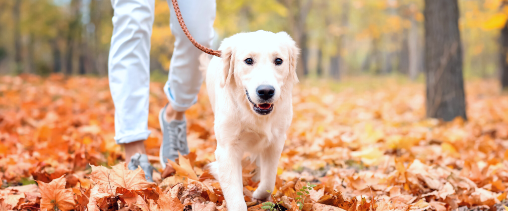 National Walk Your Dog Week — 5 Dog Walking Tips That Will Change Your Life