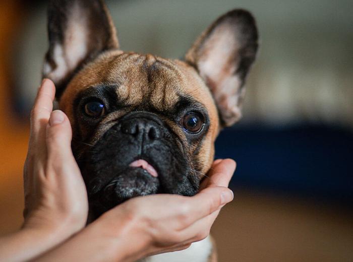 What can I give my dog to help them be calm?