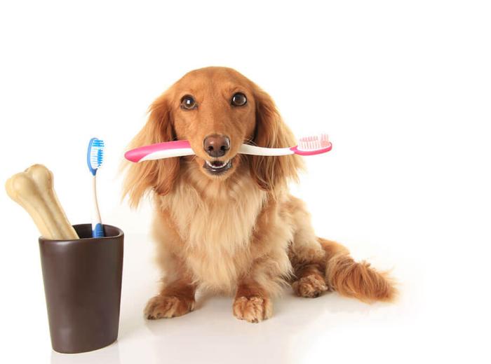 Have you looked at your pet’s smile? Dental Care and your pet.