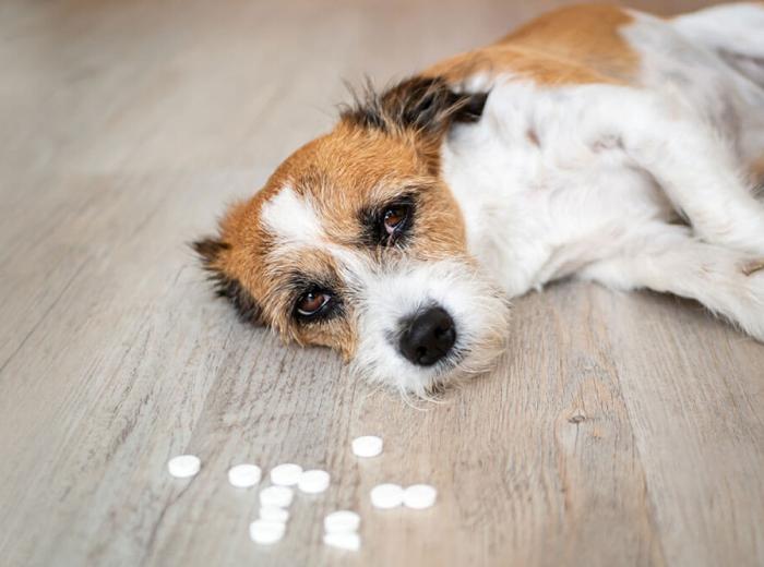 Pet Poison Exposure