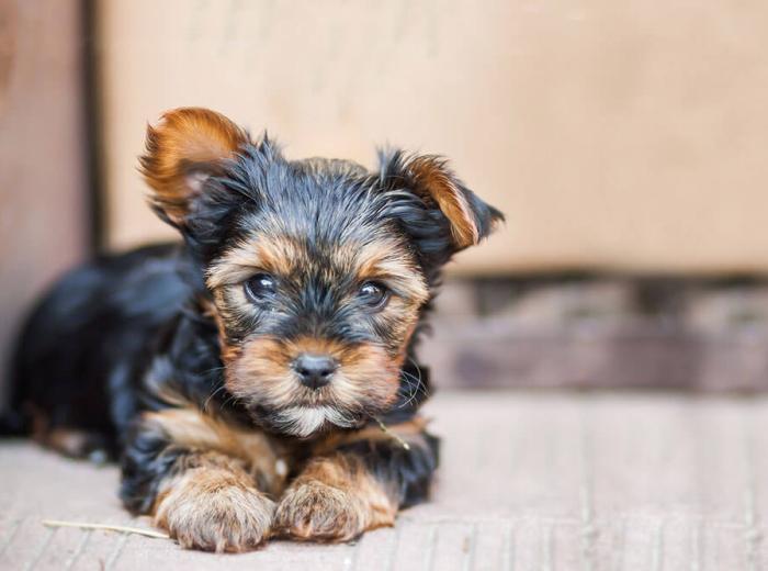 Protecting your pet from heartworms