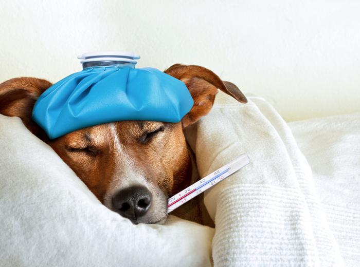 Coughing in Dogs; More Than “Just a Cough”