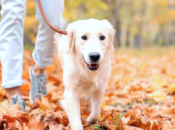 National Walk Your Dog Week — 5 Dog Walking Tips That Will Change Your Life