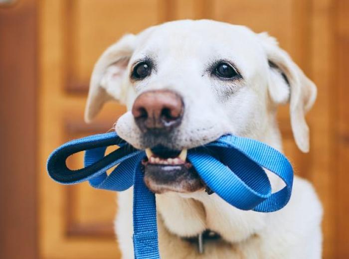The Ultimate Guide to Dog Walking Gear