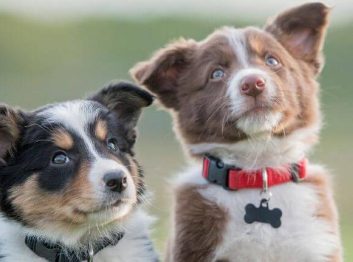The Ultimate Guide to Puppy and Dog Vaccine Schedules: What Shots Do Dogs & Puppies Need?