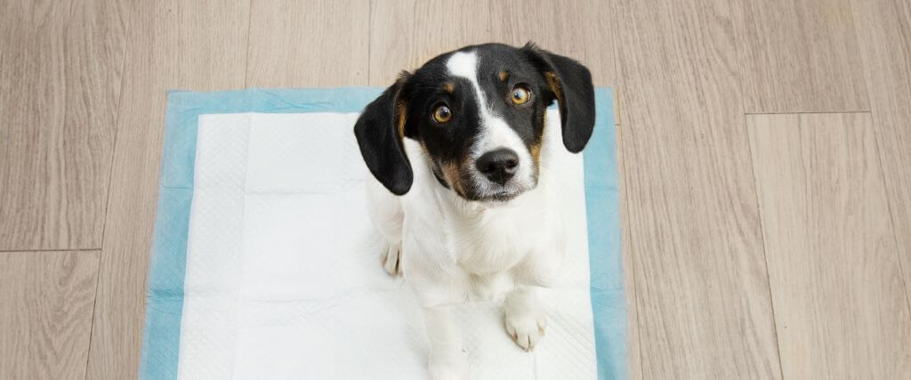 How to Potty Train a Puppy in 7 Simple Steps