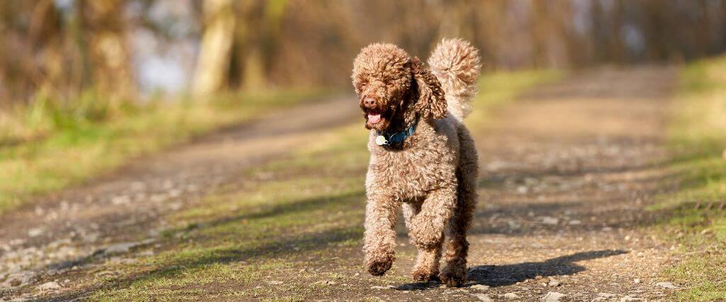 Why Miniature Poodles Remain a Top Choice for a Canine Companion Despite These 3 Health Issues